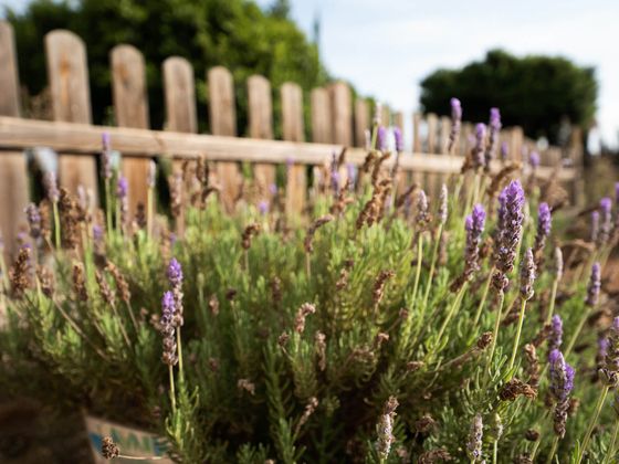 Lavanda junto a una valla de madera